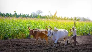 प्रतीकात्मक तस्वीर