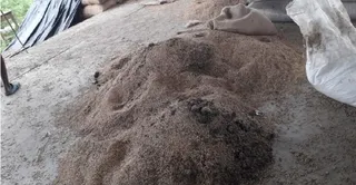 बसिला मंडी के सरकारी केंद्र में सुखाने के लिए बोरियों से निकाला गया भीगा गेहूं । जागरण
