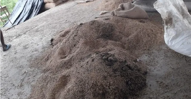 चित्रकूट में बड़ी लापरवाही, 100 क्विंटल गेहूं बारिश से भीगकर हुआ खराब, बसिला मंडी में दुर्गंध से हाहाकार
