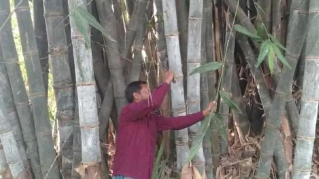 बिहार में बांस की खेती मतलब लाभ का 'बैंक चेक', हर साल 38 हजार की होगी पक्की कमाई