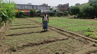 सब्जी की नर्सरी में किसान हरेराम महतो। जागरण