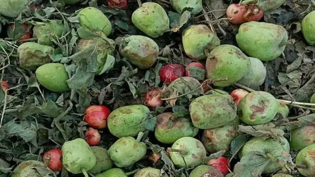 सेब के गढ़ शौपियां में तेज आंधी ने मचाई तबाही, बागों को भारी नुकसान, लोग बोले- महीनों की मेहनत मिनटों में खाक!
