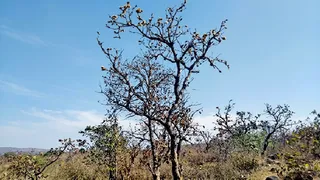 विकास में आड़े आया मध्य प्रदेश का एकमात्र पीले पलाश का वृक्ष (फोटो- जागरण)