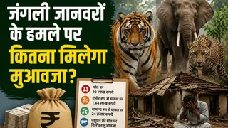 इसमें प्रतीकात्मक तस्वीर लगाई गई है।