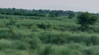 मुजफ्फरपुर में तेजी से फैल रही विदेशी गुरहन घास