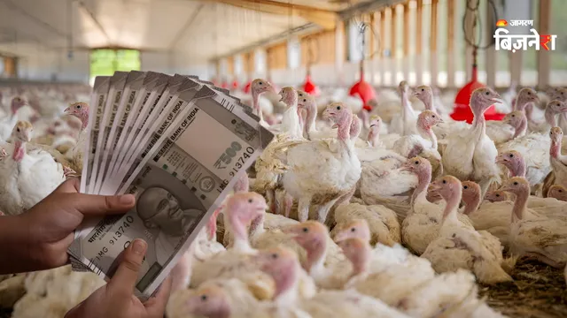 Poultry Farming Tips: हर साल मुर्गी पालन से मिलेगा ₹340000 का शुद्ध मुनाफा! अपनाएं 5000 बॉयलर वाला ये फॉर्मूला