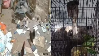 चूजों को जहरीले सांप से बचाने संघर्ष करती मुर्गी, दूसरी तस्वीर में पिंजरे में बैठा जहरीला कोबरा। (वीडियो ग्रैब)