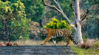 बांधवगढ़ टाइगर कॉरिडोर के पास तीसरी कोयला खदान को हरी झंडी