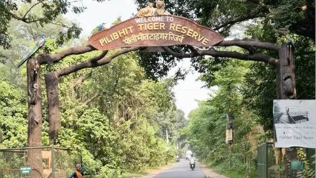 पीलीभीत टाइगर रिजर्व में खुला बड़ा खेल: रात के अंधेरे में पर्यटकों को करा रहे थे 'अवैध नाइट सफारी', बाघ पर मारी सर्चलाइट