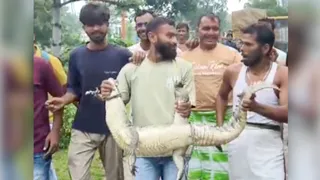 मगरमच्छ को रेस्क्यू करने के बाद नदी में छोड़ने के लिए लेकर जाते ग्रामीण