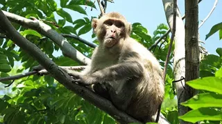 तस्वीर का इस्तेमाल प्रतीकात्मक प्रस्तुतीकरण के लिए किया गया है। जागरण