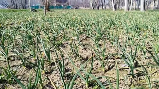 क्या ज्यादा पैदावार की कीमत चुका रही कश्मीर की धरती? मिट्टी, पानी, सेहत पर रसायनों की मार, अब बदलना होगा खेती का तरीका
