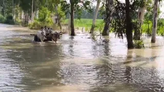 जलीलपुर के खादर क्षेत्र में भरे पानी के बीच से बैल गाड़ी पर सवार होकर जाते ग्रामीण। जागरण