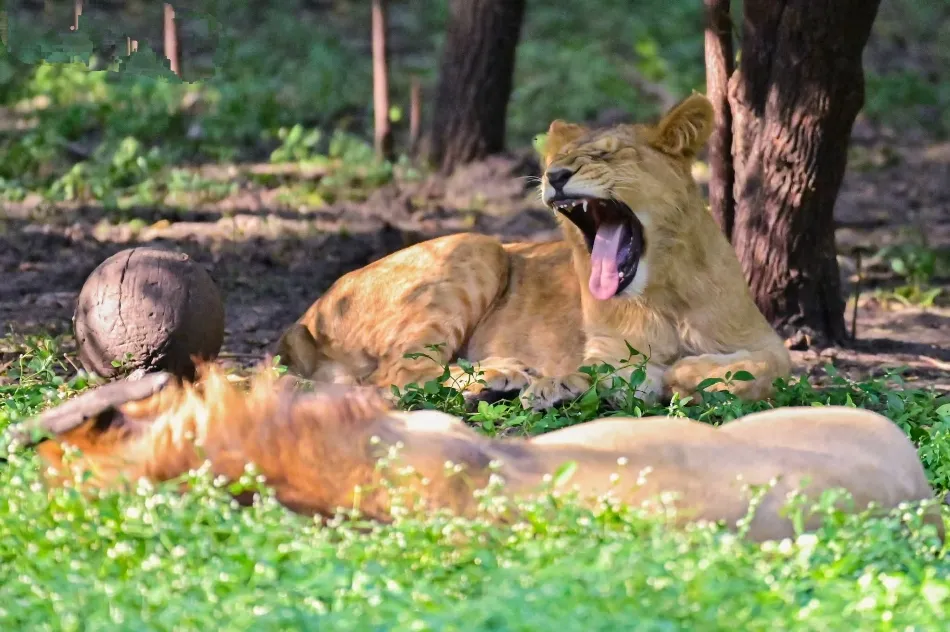 World Lion Day