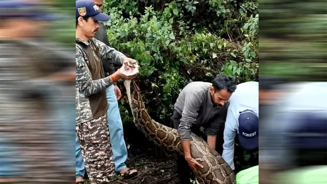 नैनीताल में 15 फीट लंबा अजगर दिखने से दहशत, एनाकोंडा जैसा विशाल
