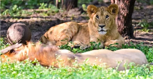 World Lion Day: कानपुर चिड़ियाघर कभी शेरों से रहता था गुलजार, अब घट रही संख्या