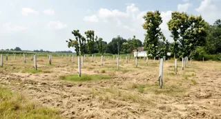 नाथनगर ब्लाक के तरयापार गांव में पिलर के सहारे लगे ड्रैगन फ्रूट के पौधे। -उद्यान विभाग