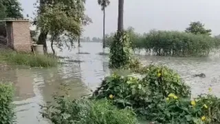 पानी बढ़ने से मवेशियों को सुरक्षित रखने में पशुपालकों को परेशानी हो रही है। फोटो: जागरण
