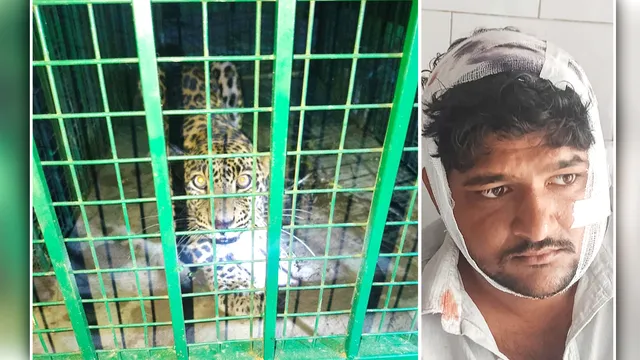 3 तेंदुओं से अकेले भिड़ गया ललित! सिर-गर्दन पर पंजे मारे फिर भी बचाई जान, मुरादाबाद में 8 दिन बाद पिंजरे में कैद हुआ एक तेंदुआ
