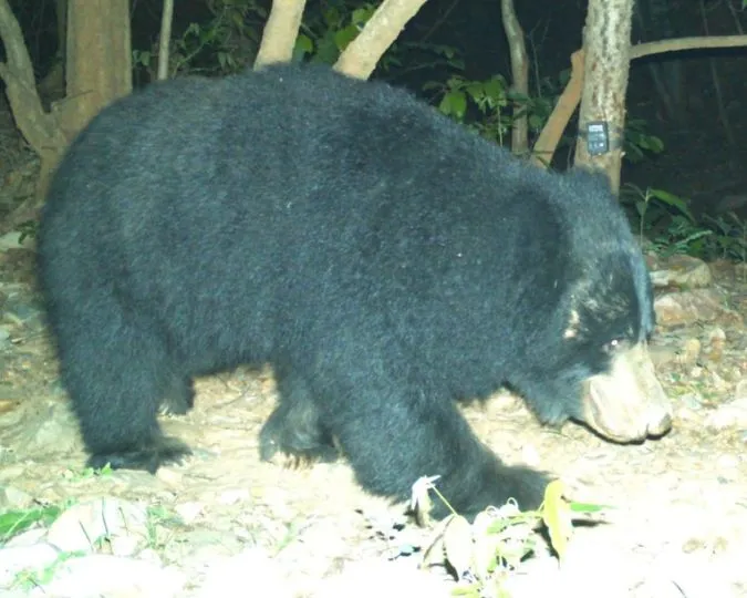Jamui Forests See Wildlife Return After 10 Years Leopards Bears (1)