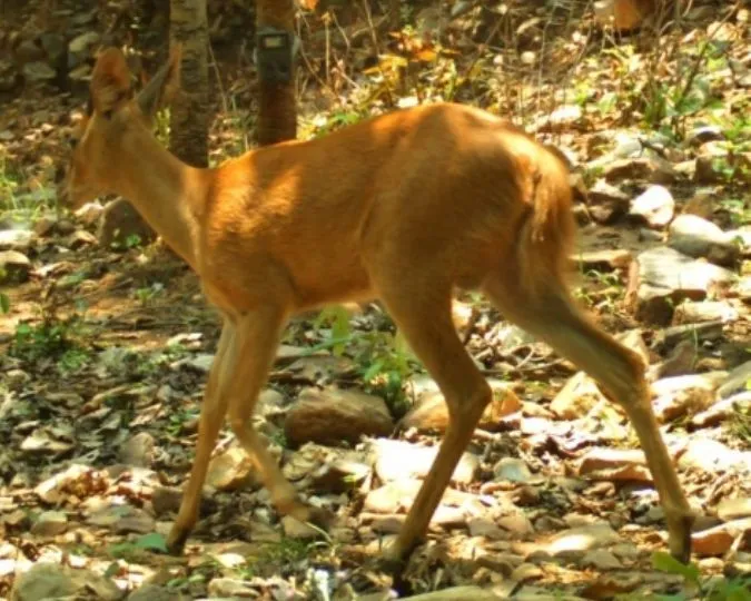 Jamui Forests See Wildlife Return After 10 Years Leopards Bears (2)