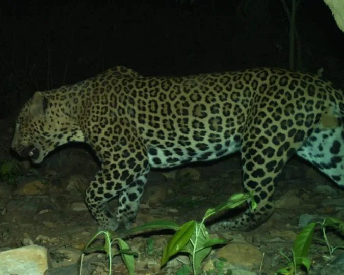 Jamui Forests See Wildlife Return After 10 Years Leopards Bears (3)