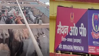 मैथन में पकड़ा गया मवेशी लदा ट्रक। (फोटो साैजन्य)