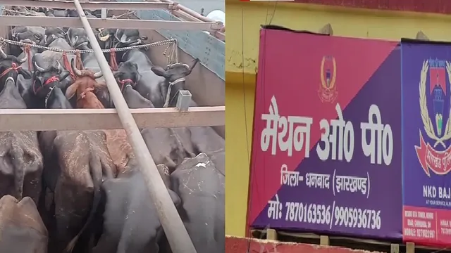 मैथन में मवेशी लदे ट्रक को पकड़ते ही बवाल, गोरक्षा दल के आधा दर्जन सदस्य हिरासत में
