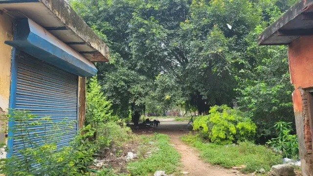पूर्वी दिल्ली के ब्रह्मपुरी स्कूल भवन निर्माण में 25 पेड़ों की बाधा, सात साल से अटका काम
