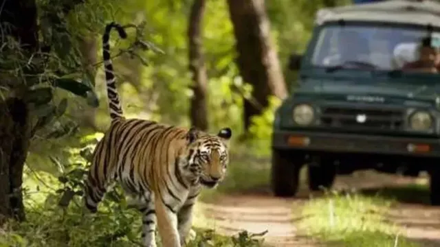जंगल छोटा पड़ा तो गांवों की ओर निकले बाघ, वीटीआर में बढ़ी दहशत, दो साल में छह लोगों की मौत 

