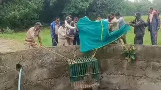 वन विभाग की टीम ने ग्रामीणों की मदद से तेंदुए को सुरक्षित बाहर निकाला।