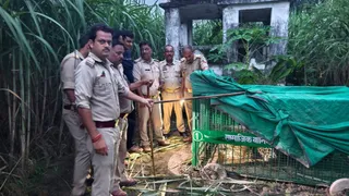 मुरादाबाद के बलिया गांव में तेंदुए का बच्चा पिंजरे में फंसा।
