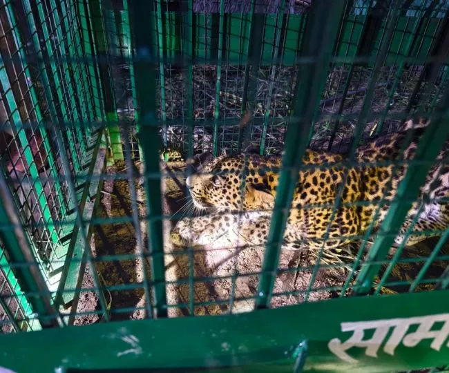leopard small cave