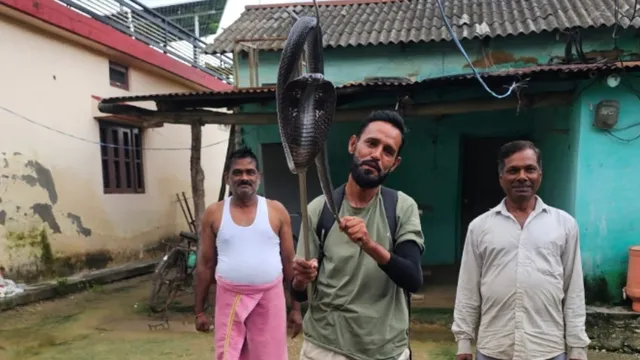 देहरादून में बारिश के मौसम में फन उठा रहे विषधर, कोबरा समेत 13 सांपों का किया गया रेस्क्यू