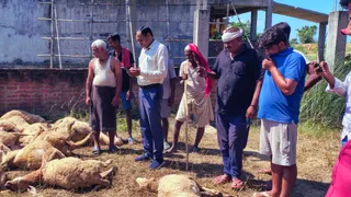 गोरखपुर में आवारा कुत्तों के झुंट ने 300 भेड़ों पर किया हमला।