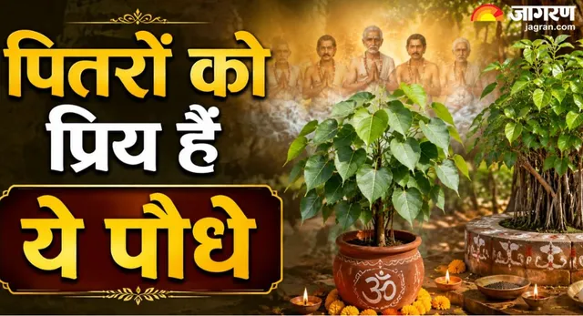 पितरों की शांति के लिए हरियाली अमावस्या पर लगाएं ये पौधे, दूर होंगी जीवन की सभी बाधाएं