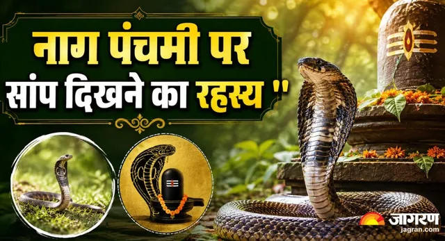 नाग पंचमी के दिन घर में दिखा सांप? तुरंत जान लें इसका मतलब, शुरू हो सकता है आपका गोल्डन टाइम