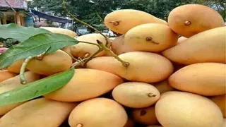 सांसद अजय मंडल के सवाल पर केंद्रीय मंत्री जितिन प्रसाद ने लोकसभा में दिया जवाब; जर्दालू आम के नुकसान की आधिकारिक सूचना नहीं