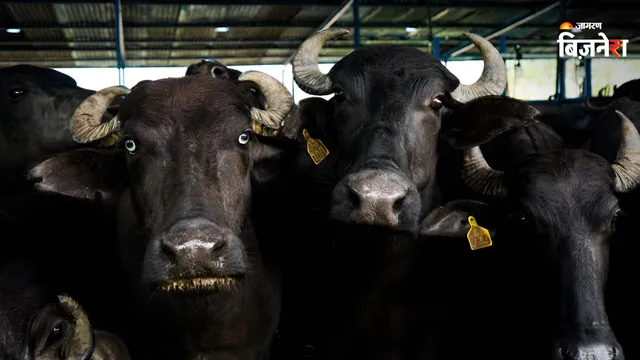 https://www.jagranimages.com/images/2026/08/12/template/image/buffalo-1786533815354.webp
