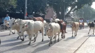 गो सेवक रिंपी फोगाट ने उठाई पेट्रोलिंग व्यवस्था लागू करने की मांग (फाइल फोटो)