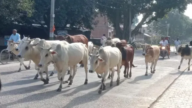 भिवानी में नेशनल हाईवे पर लावारिस गोवंश का आतंक, रोजाना हो रहे हादसों में जा रही जानें; पेट्रोलिंग की मांग