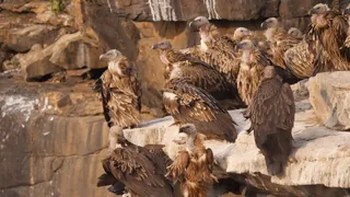 पन्ना में चट्टान पर बैठा भारतीय गिद्धों (लॉन्ग-बिल्ड वल्चर) का एक समूह। (सौजन्य - मप्र पर्यटन मंडल)