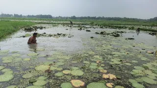 खेतों में तैयार मखाना पर भाव में भारी गिरावट; एमएसपी की बाट जोह रहे कटिहार के किसान