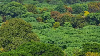 ग्रीन इंडिया मिशन के वन आवरण लक्ष्य में 98 फीसदी की भारी कमी