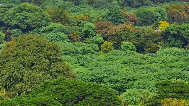 ग्रीन इंडिया मिशन के वन आवरण लक्ष्य में 98 फीसदी की भारी कमी, कैग रिपोर्ट में खुलासा