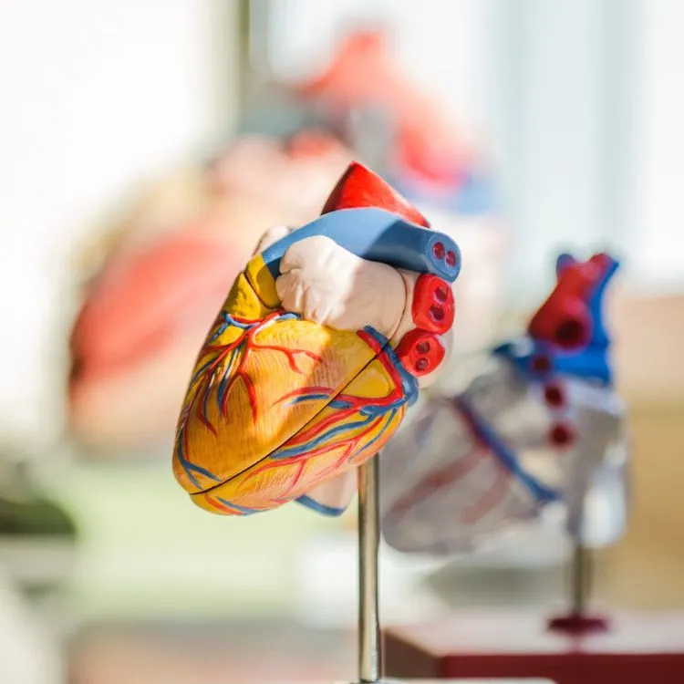 organ donation