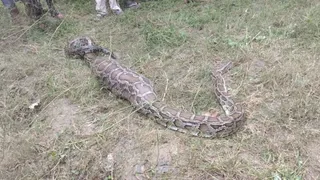 फाइल फोटो।