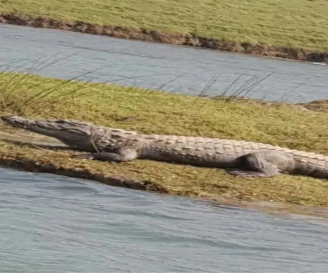 crocodile small