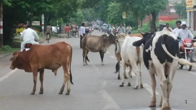 बल्लभगढ़ की भगत सिंह कॉलोनी में बेसहारा पशुओं का आतंक, बढ़ रहीं दुर्घटनाएं
