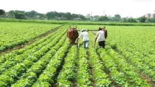 खेती कार्य में जुटे किसान।